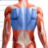Oberer Rücken Muskeln